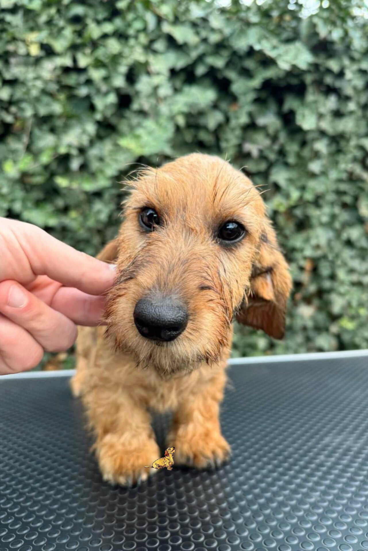 New Dog Checklist: Health Guide for First-Time Dog Owners