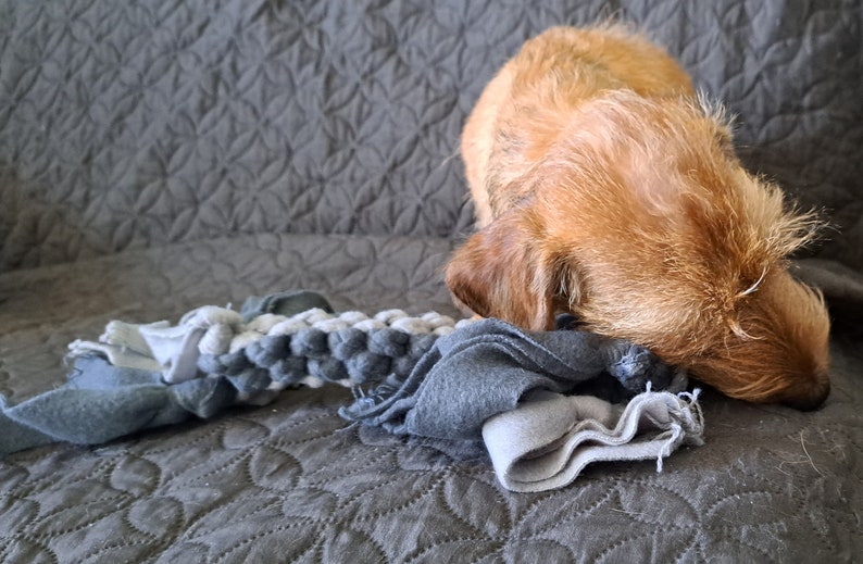 5 Benefits of Playing Tug of War with Your Dog