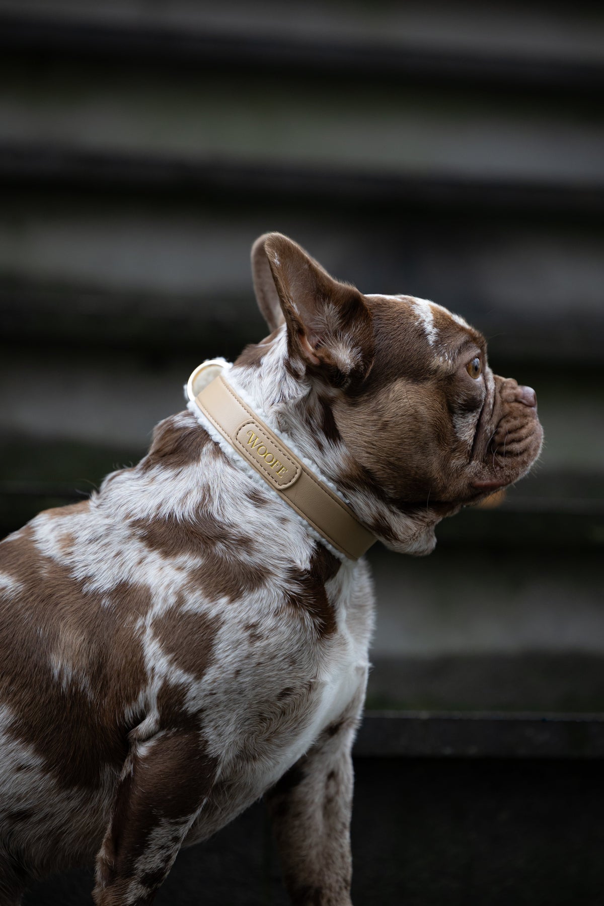 Dog Collars & Leashes