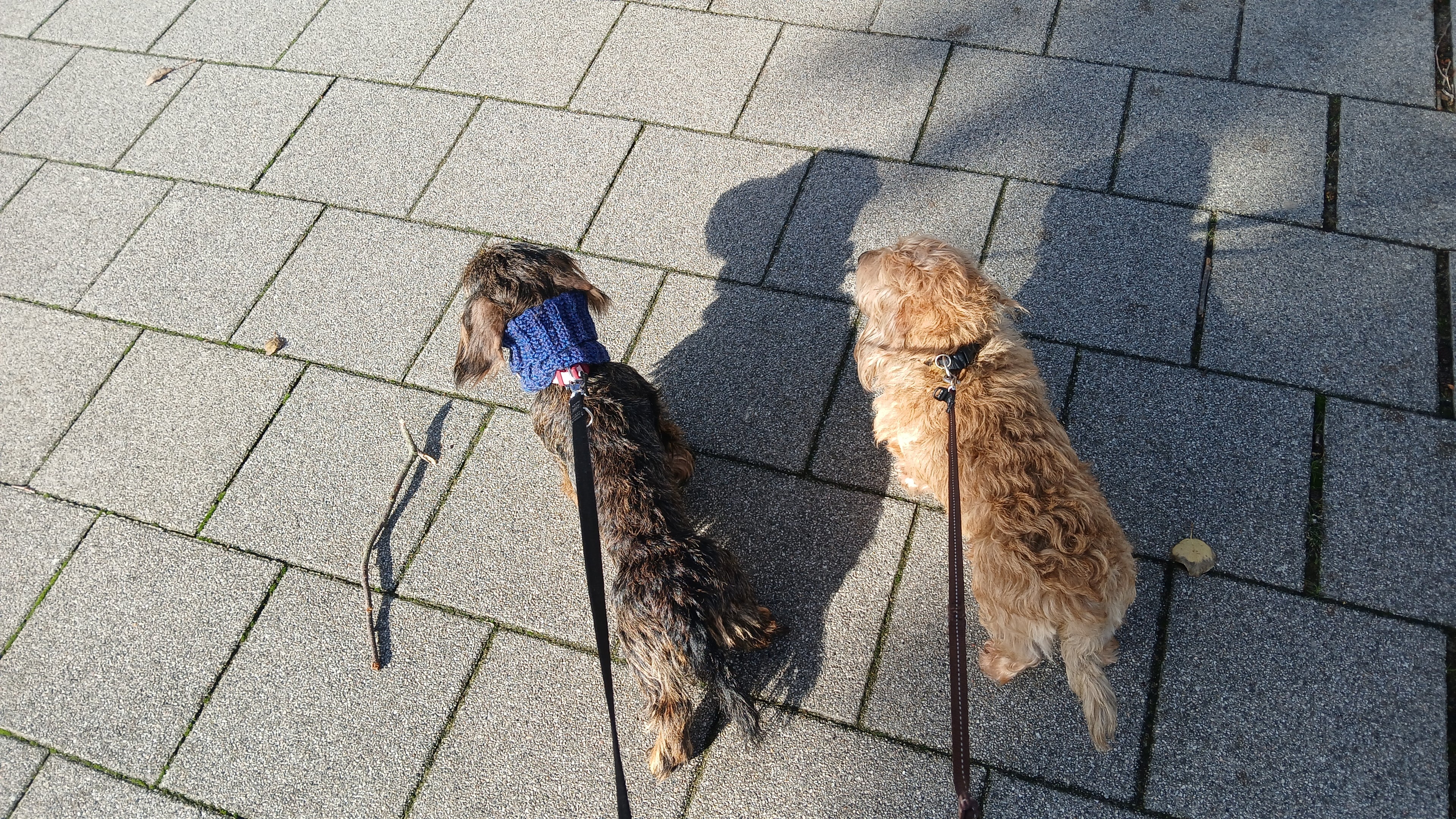 Two dachshund on the leash. One of them is wearing a blue neck warmer