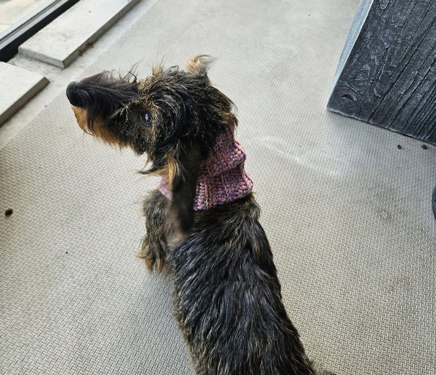 Dachshund with a cute scarf on