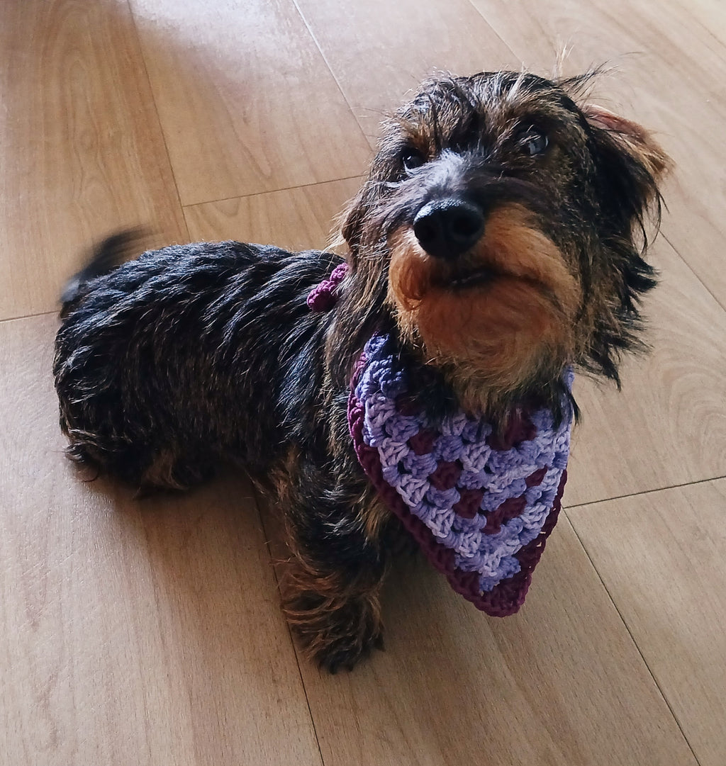 A wired haired dachshund wearing a purple bandana