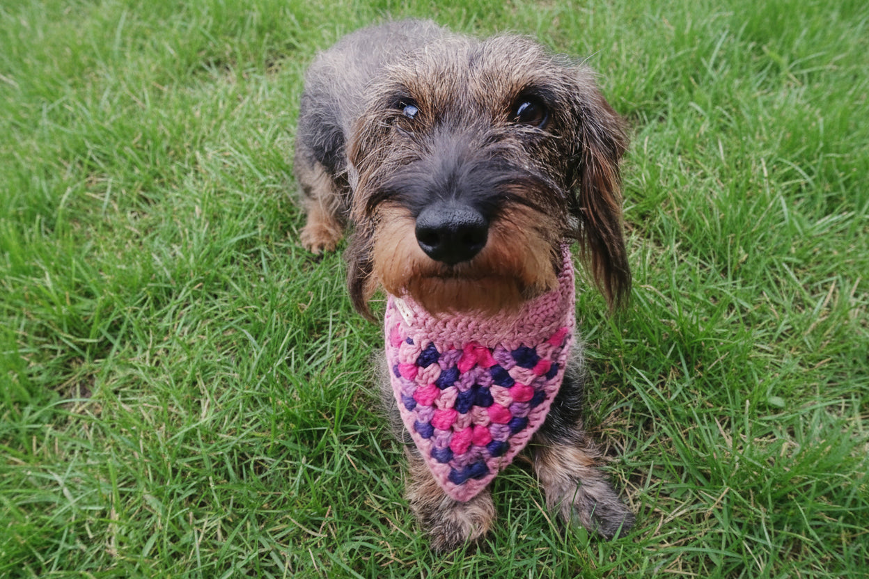 Dachshund wearing a crochet dog bandana in pink