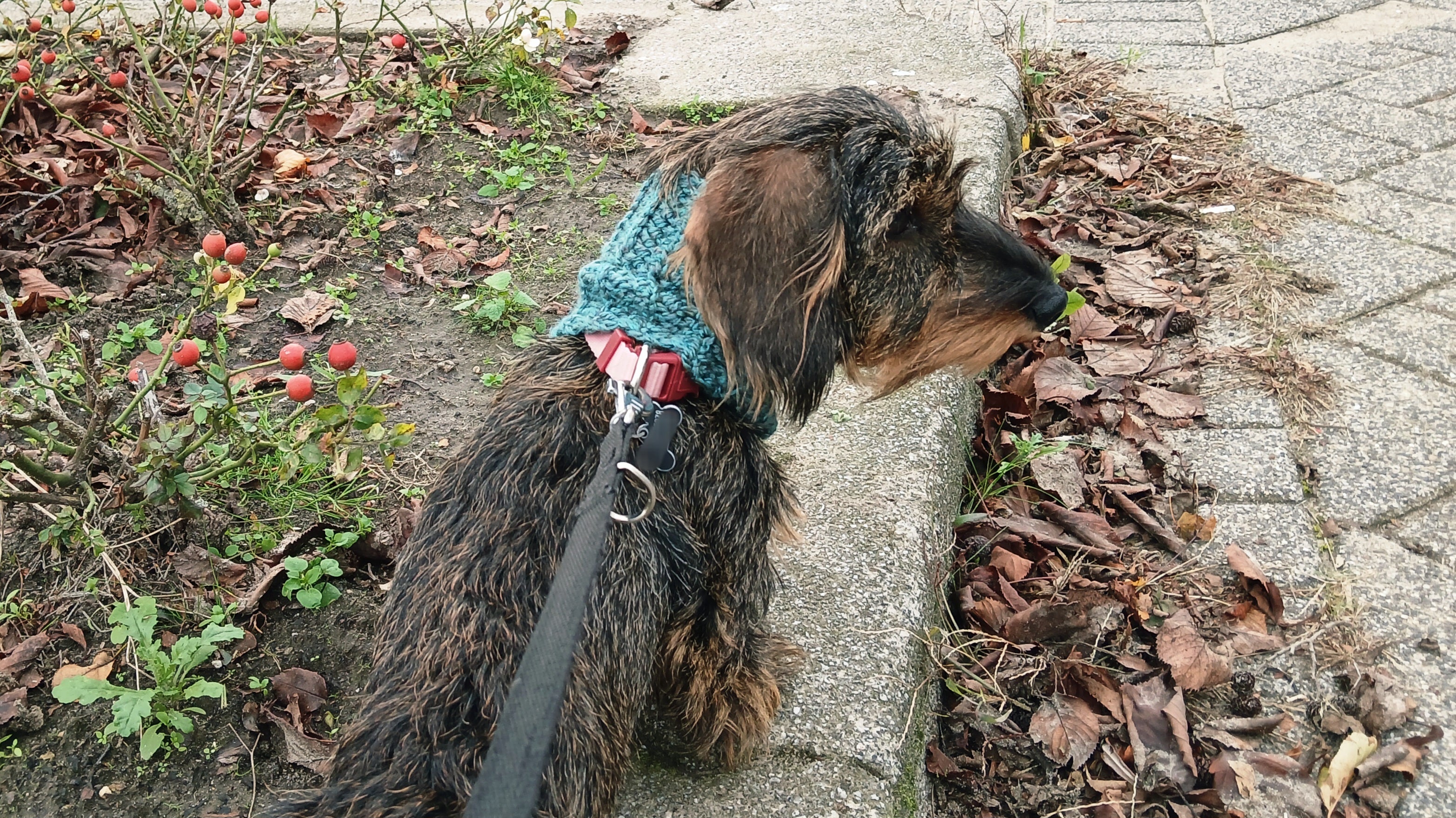 A dachshund wearing a dark green dog snood