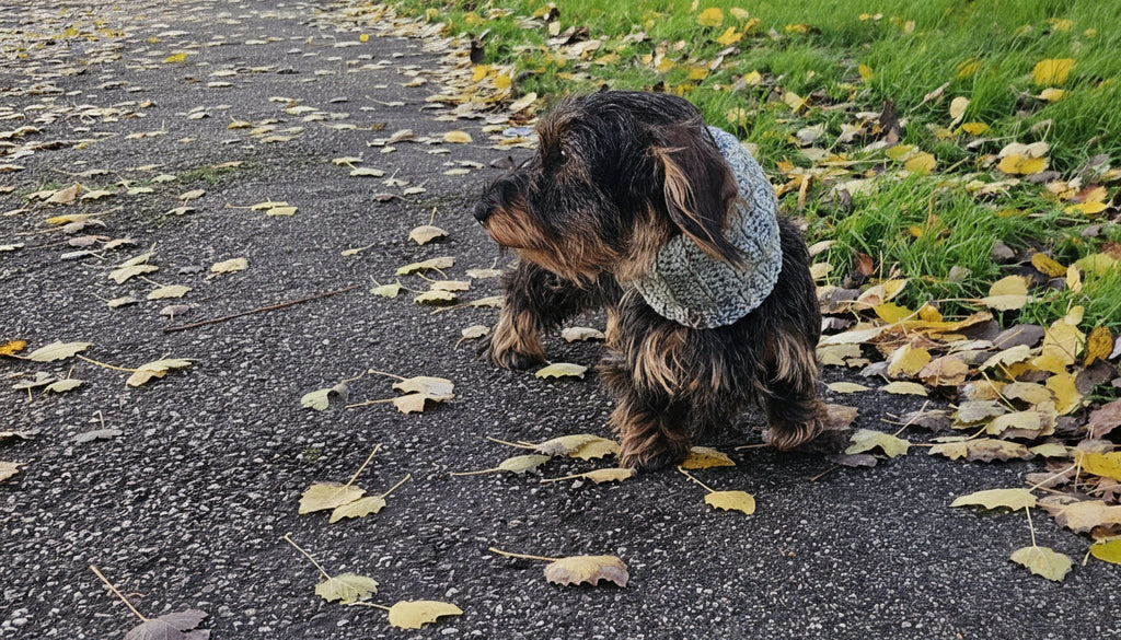 A wire haired dachshund wearing a light green dog neckwear