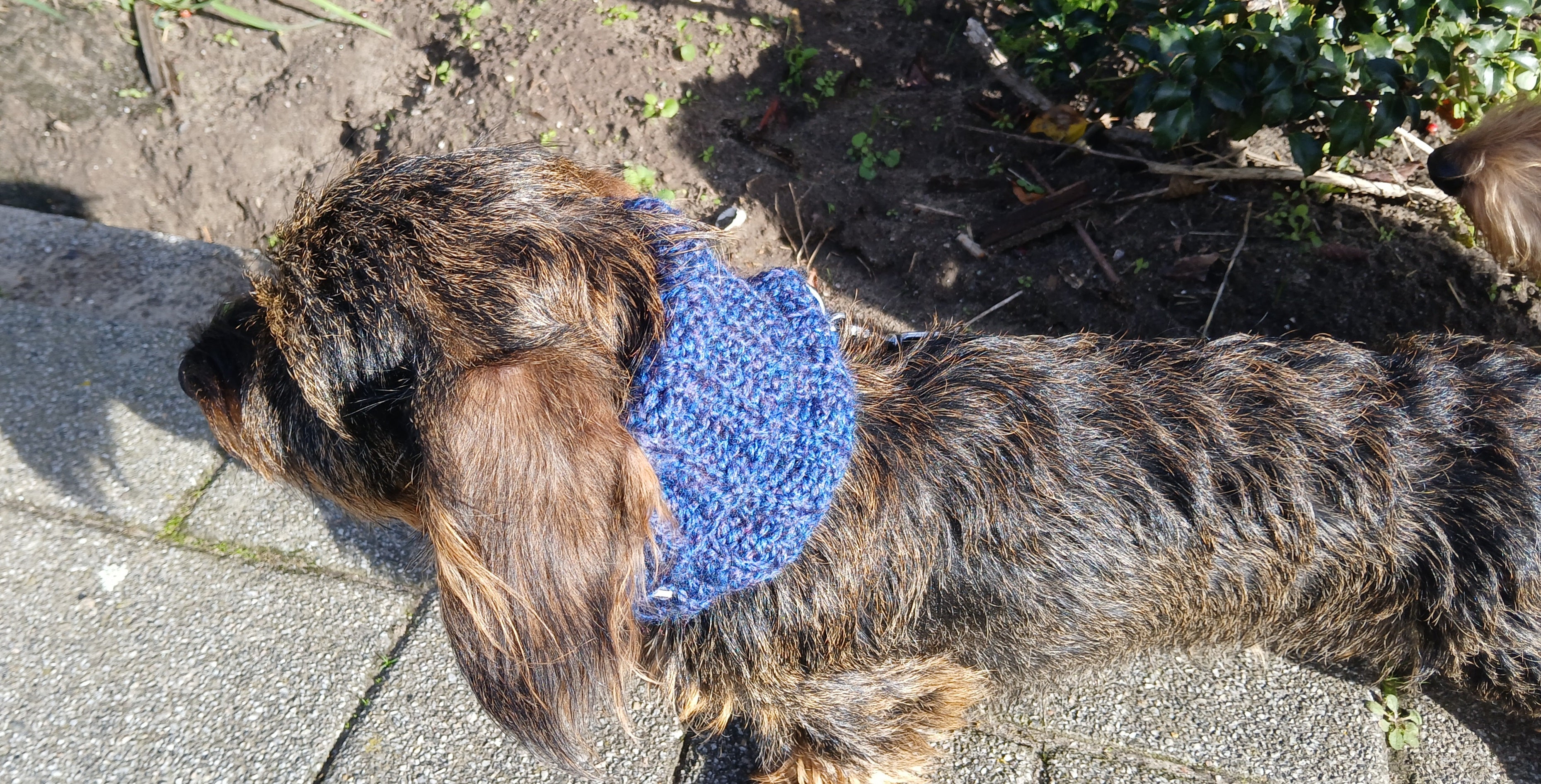 A back of a dachshund, wearing a blue crochet scarf