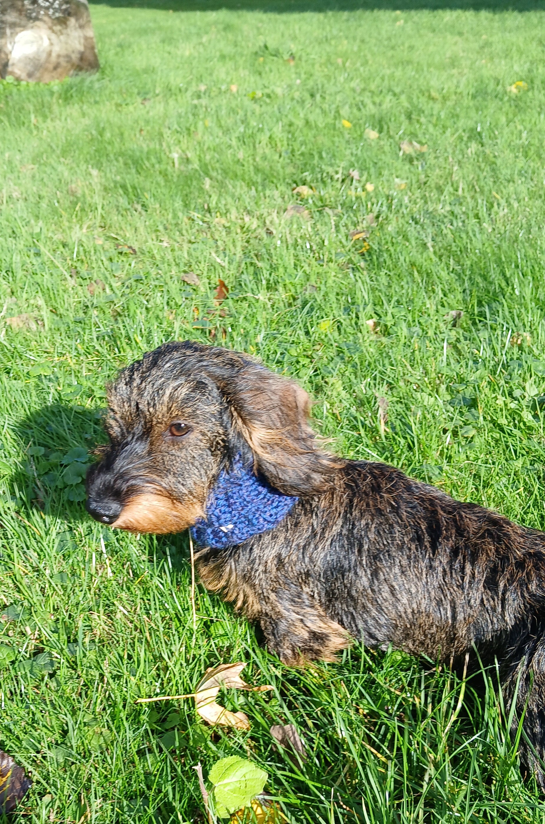 A wire haired dachshund sitting on the grass, wearing a blue dog snood