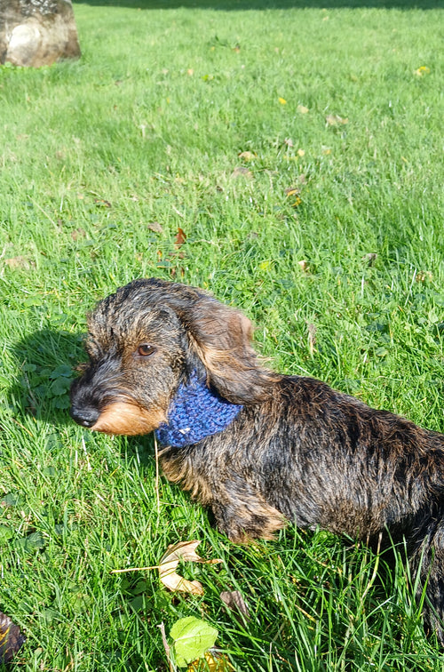 A wire haired dachshund sitting on the grass, wearing a blue dog snood