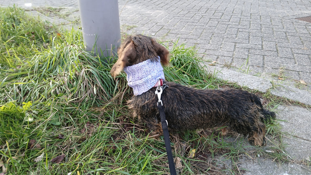 A dachshund standing next to a lamp post, wearing a crochet dog scarf in lavender ombre color