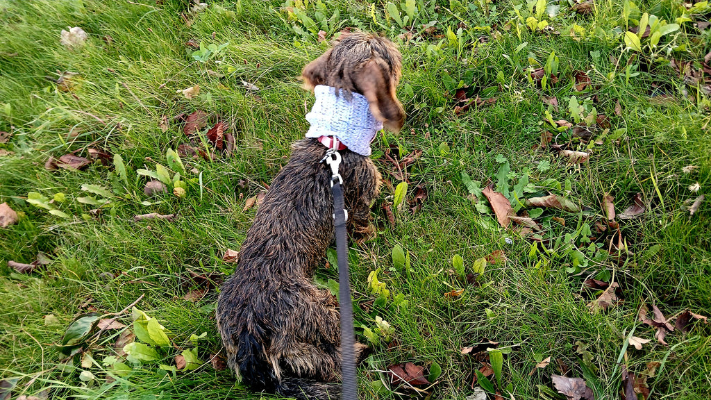 A dachshund sitting on the grass, wearing a lavender ombre dog snood