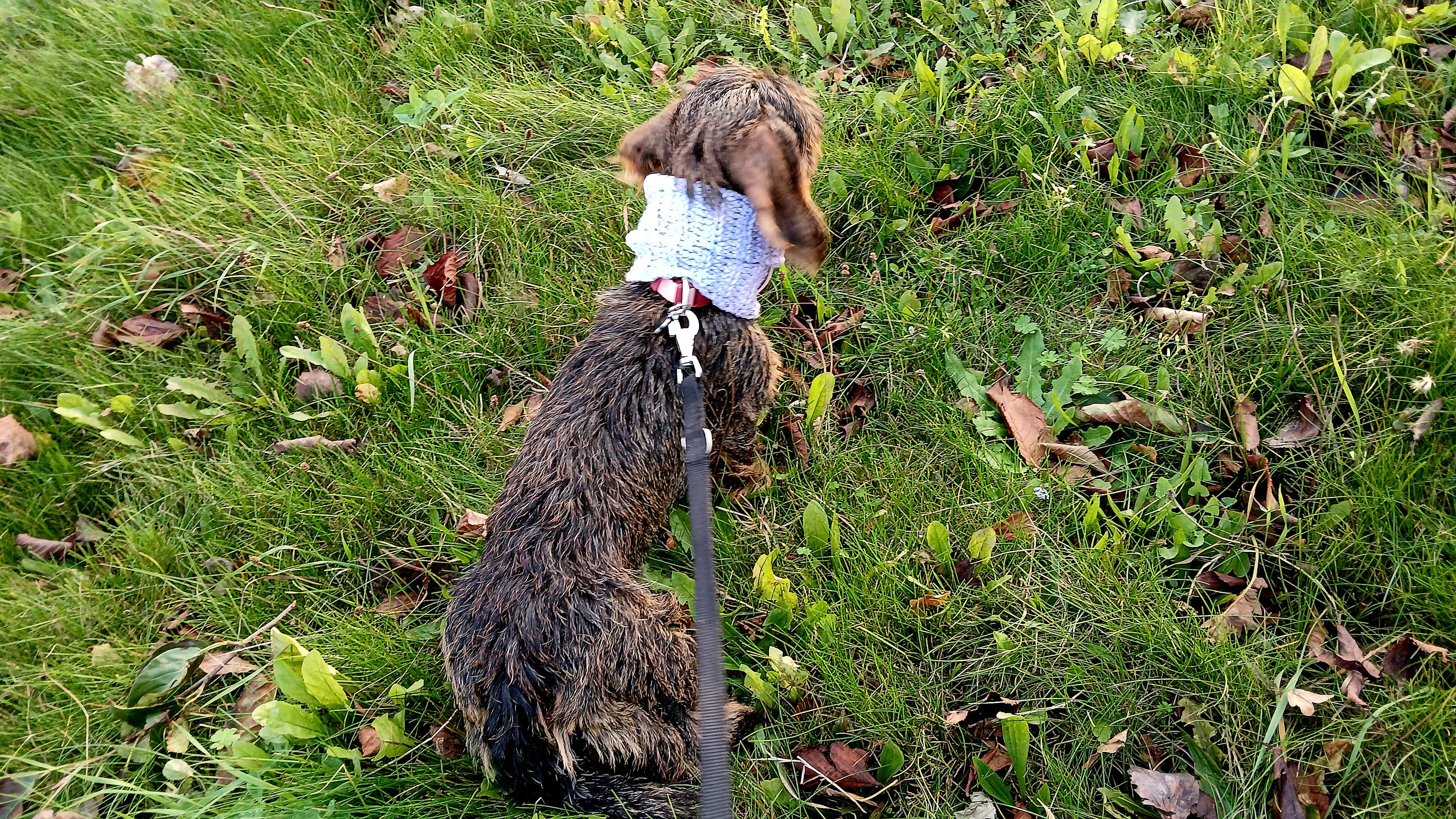 A dachshund sitting on the grass, wearing a lavender ombre dog snood