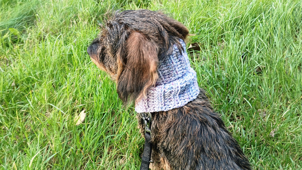 A dachshund wearing a light blue neck warmer 