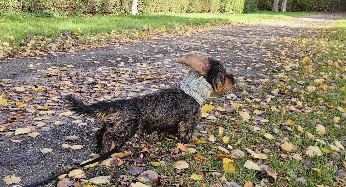 A miniature dachshund in a windy, atumn weather, wearing a light olive green dog scarf