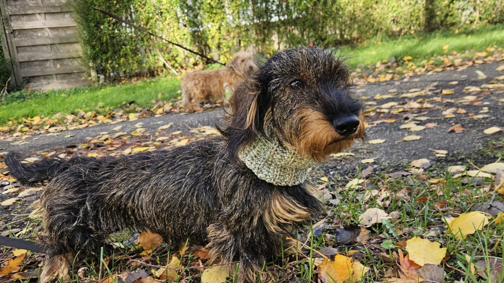 Dachshunds standing in atumn scenery, one of them wearing a light green dog snood