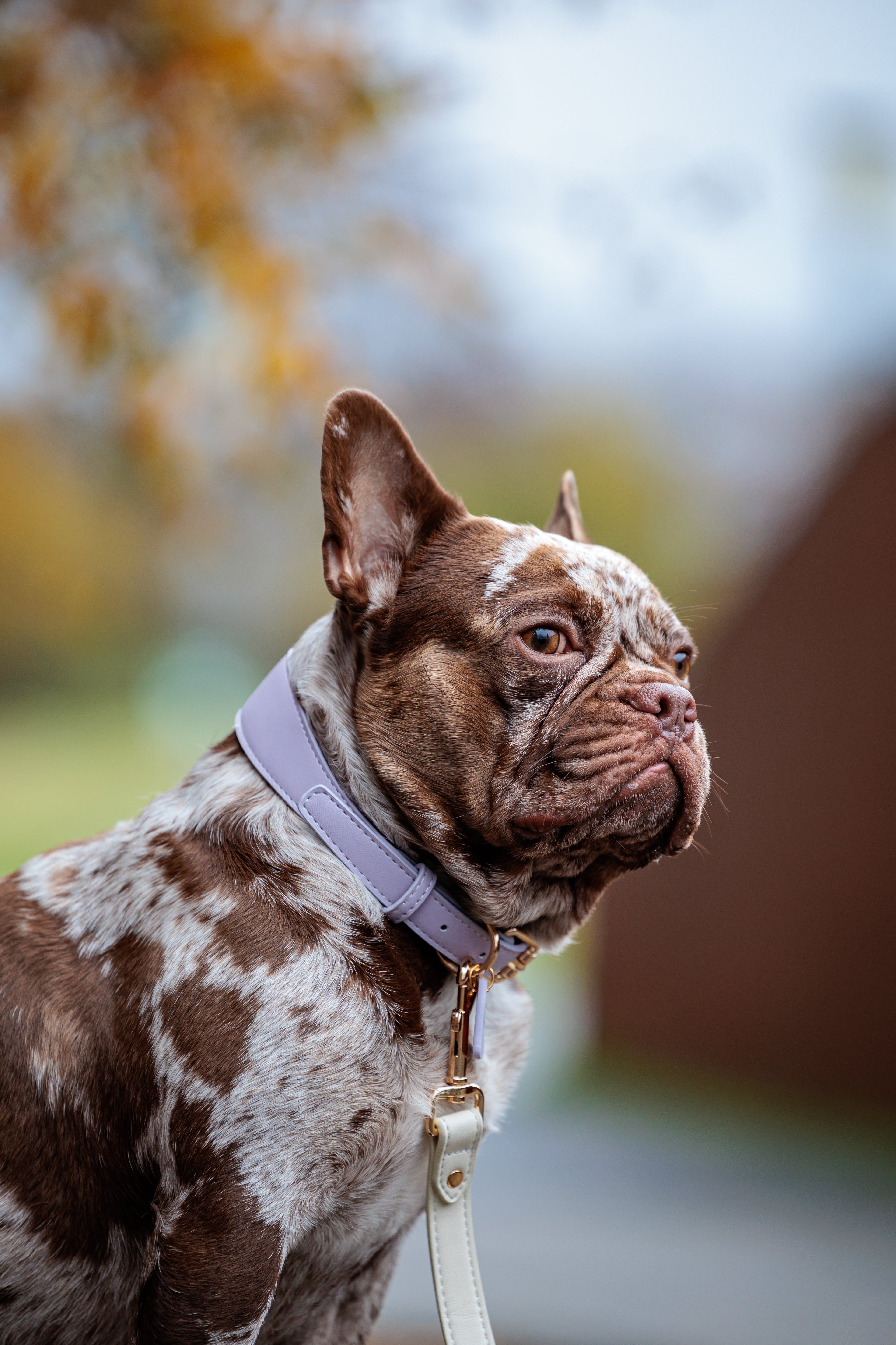 Lila veganistische leren halsband