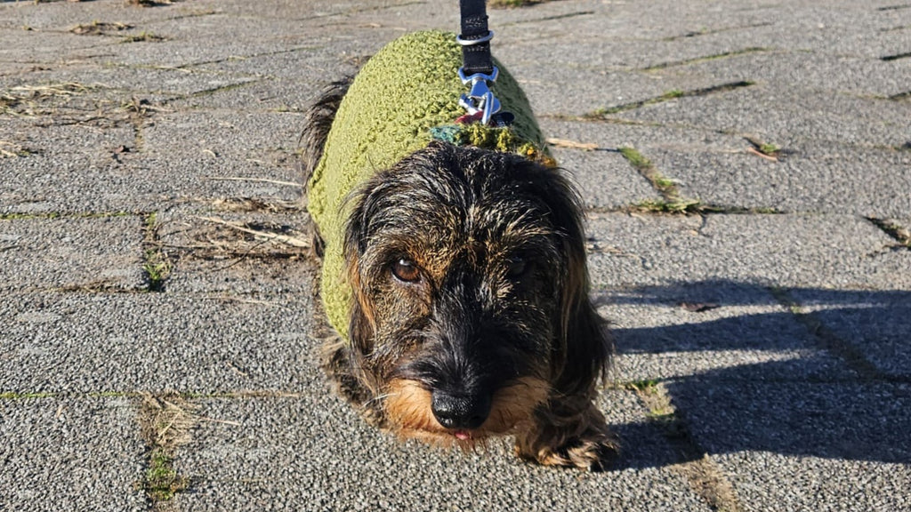 A wire haired dachshund wearing olive green dog sweater 