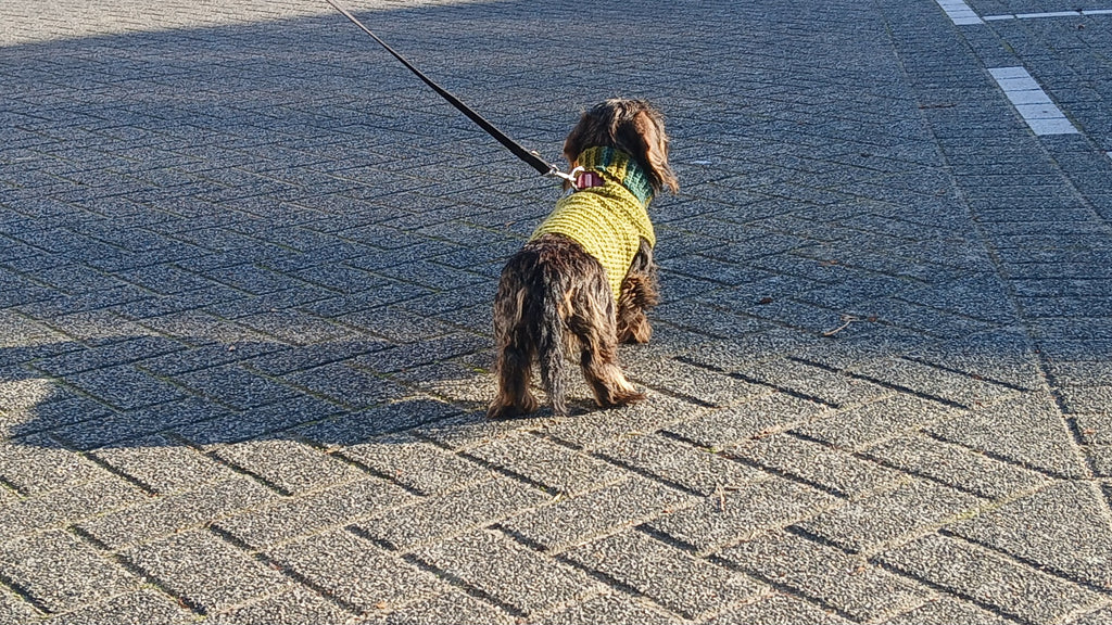 A dachshund wearing a olive green dog sweater 