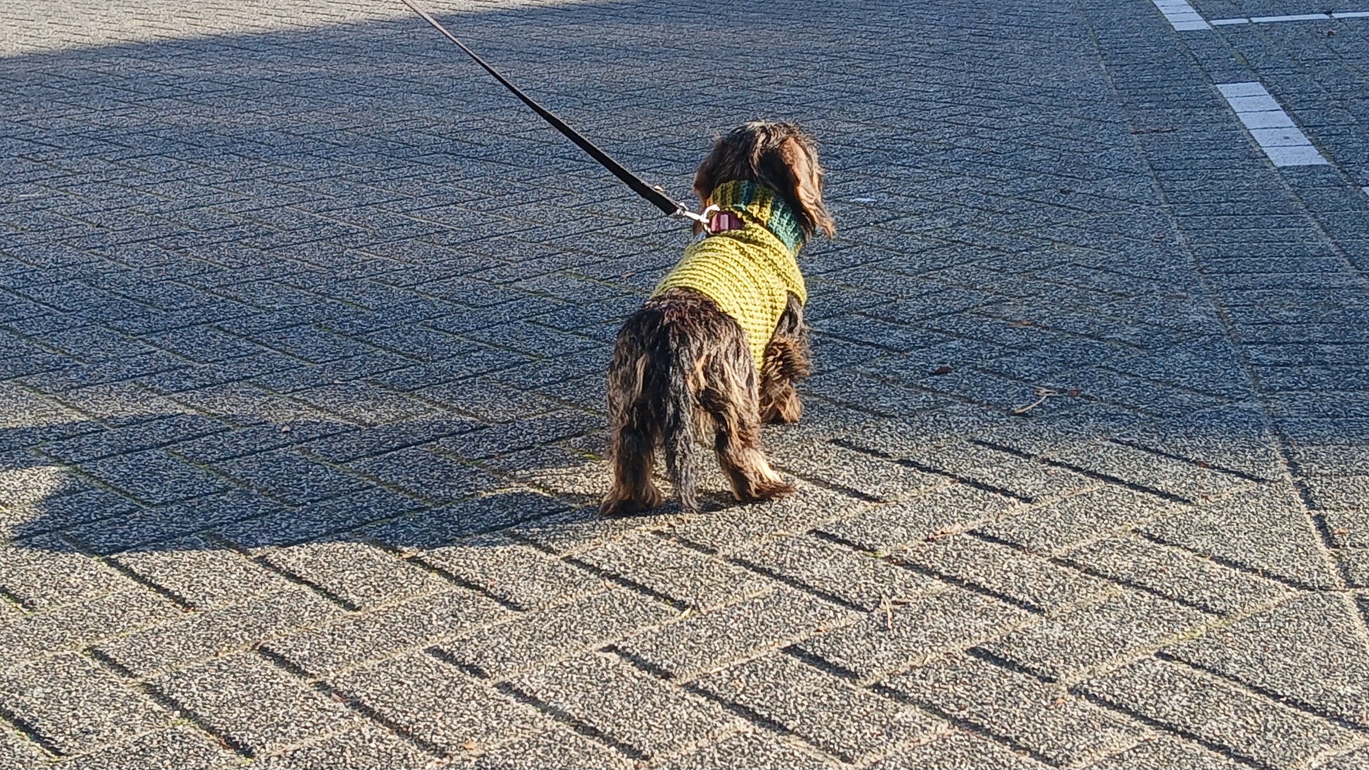 A dachshund wearing a olive green dog sweater 