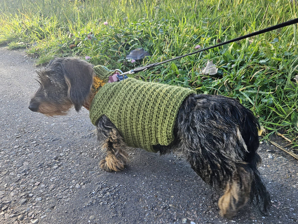 View from the side of a dachshund wearing a crochet dog sweater