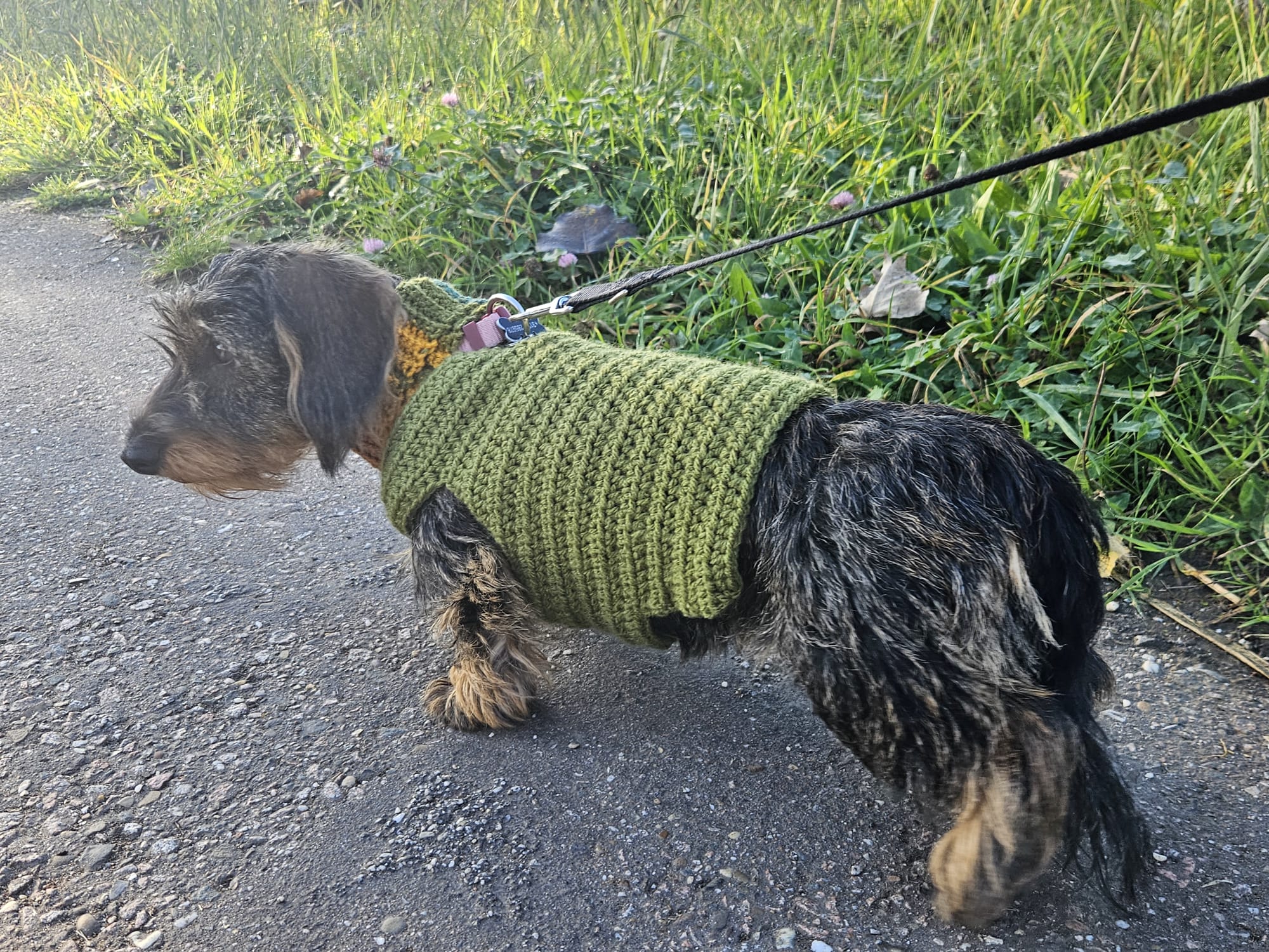 View from the side of a dachshund wearing a crochet dog sweater