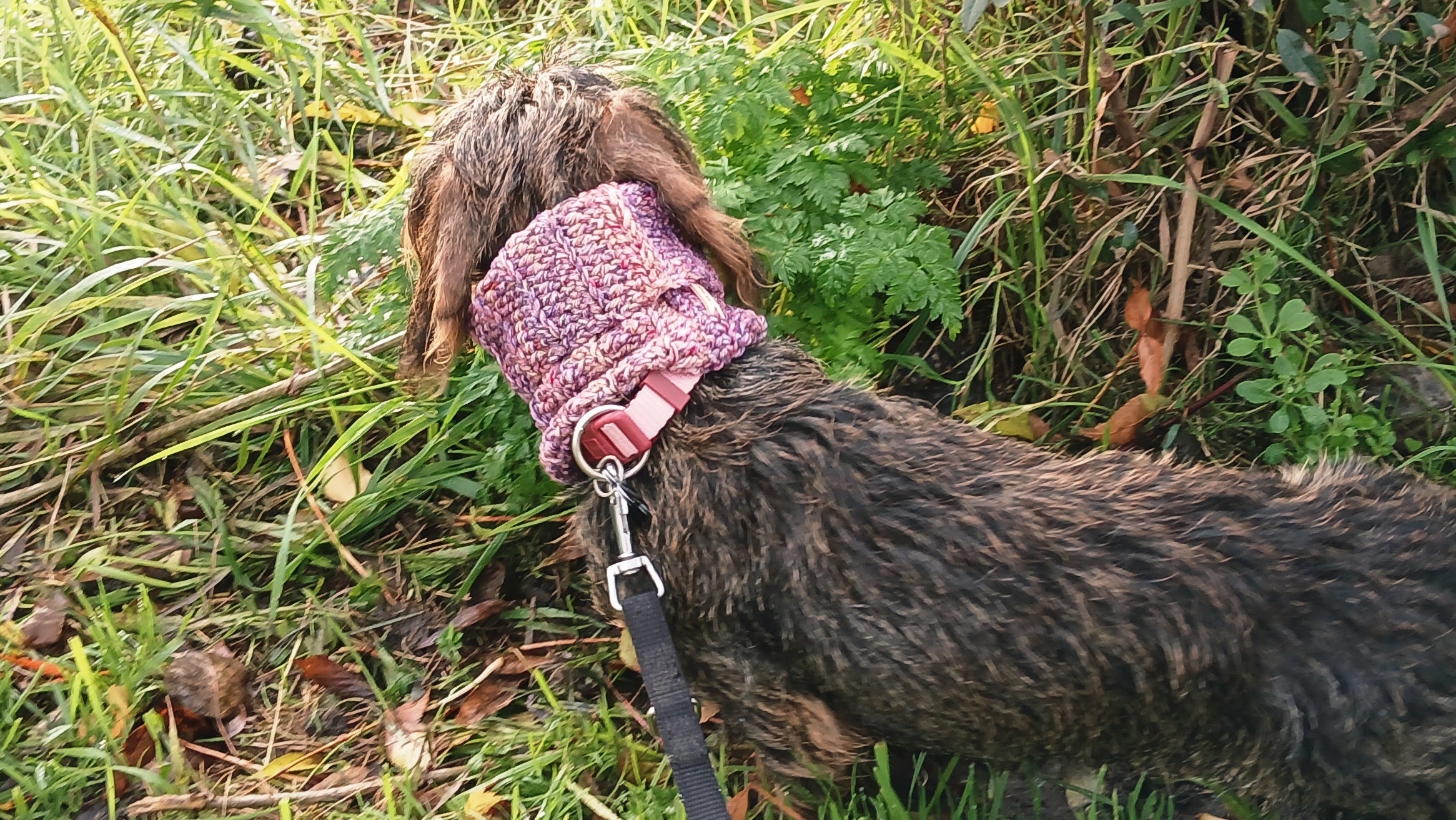 A dachshund wearing a dog snood in heathered plum colorway 