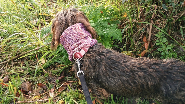 A dachshund wearing a dog snood in heathered plum colorway 