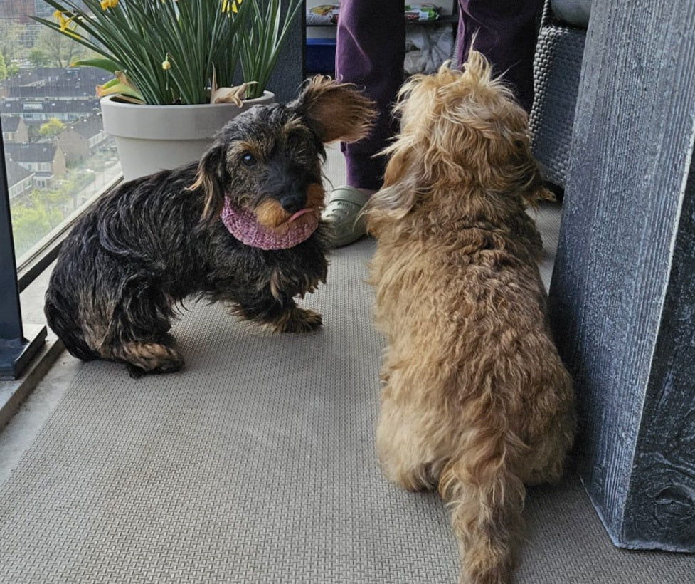 Dachshund with a scarf on