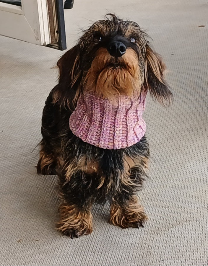 A miniature dachshund with a pink scarf on