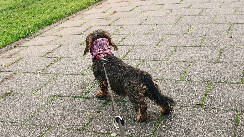 A sausage dog wearing crochet dog scarf in ombre plum colorway