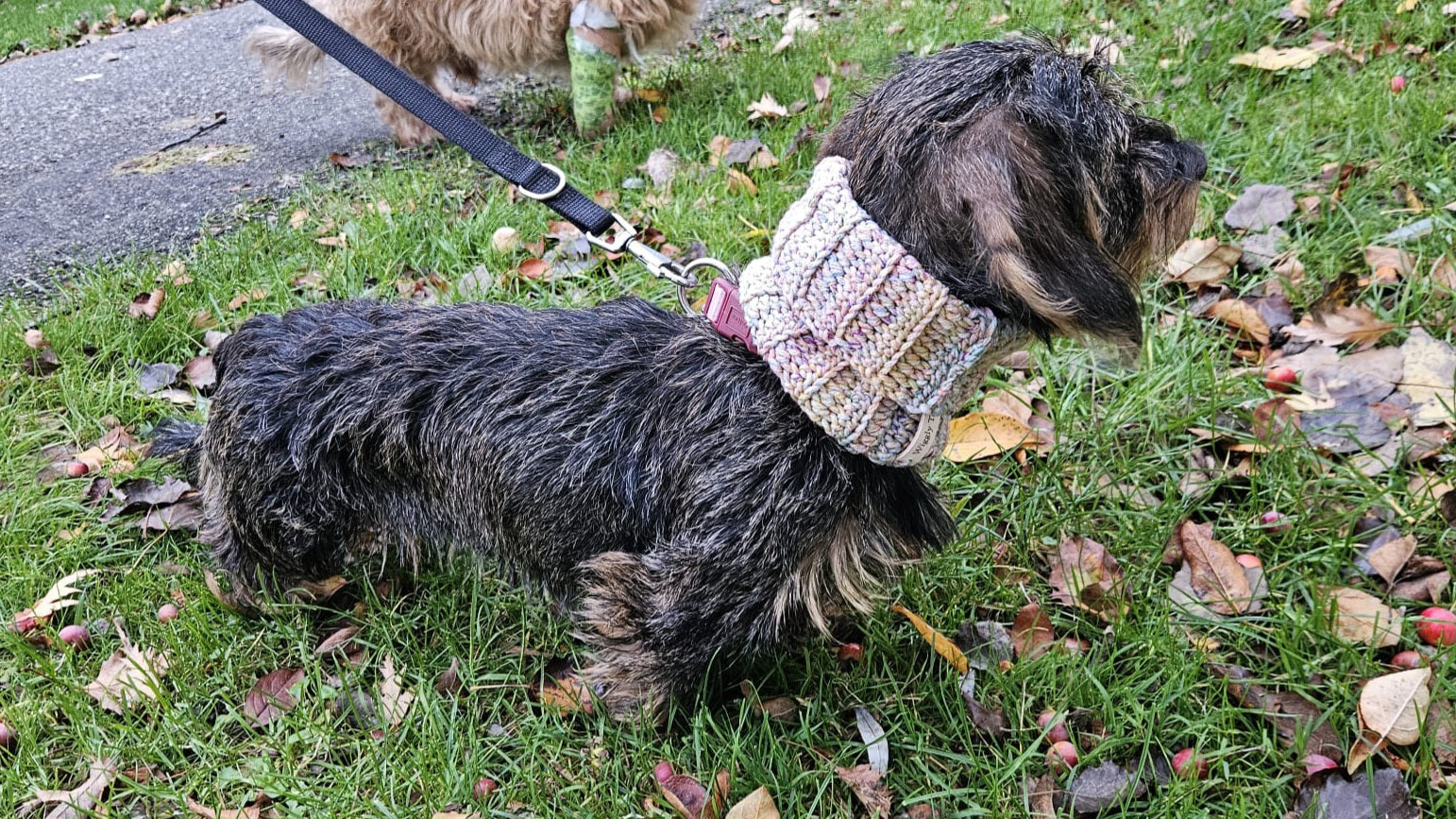 Two dachshunds, one of them is wearing a crochet dog snood in pastel rainbow colors