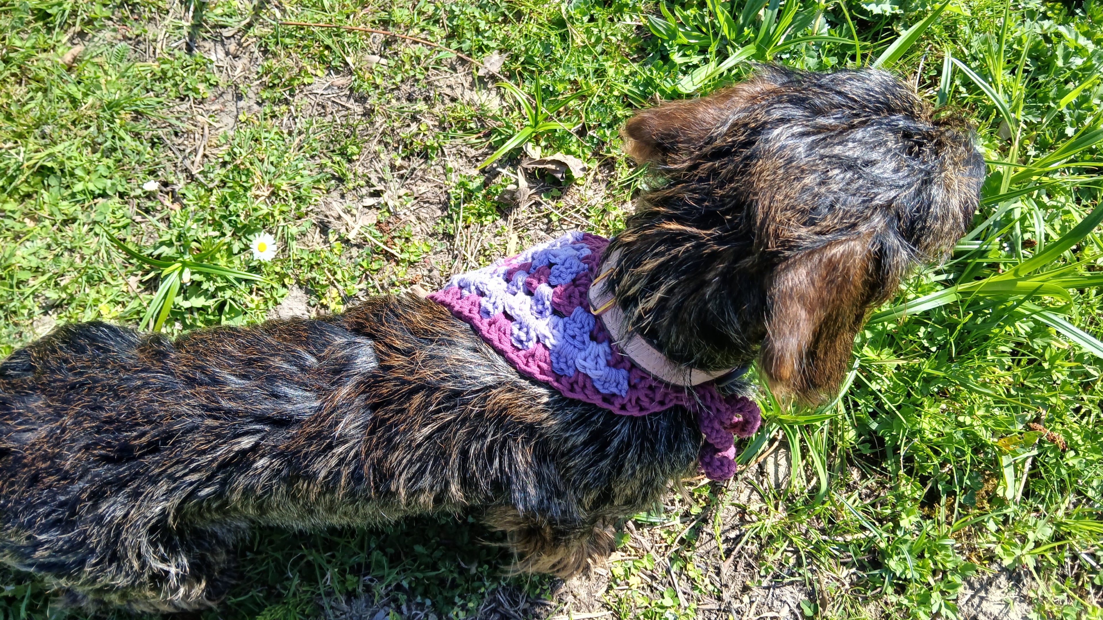 A back of a dachshund wearing a purple crochet dog bandana 