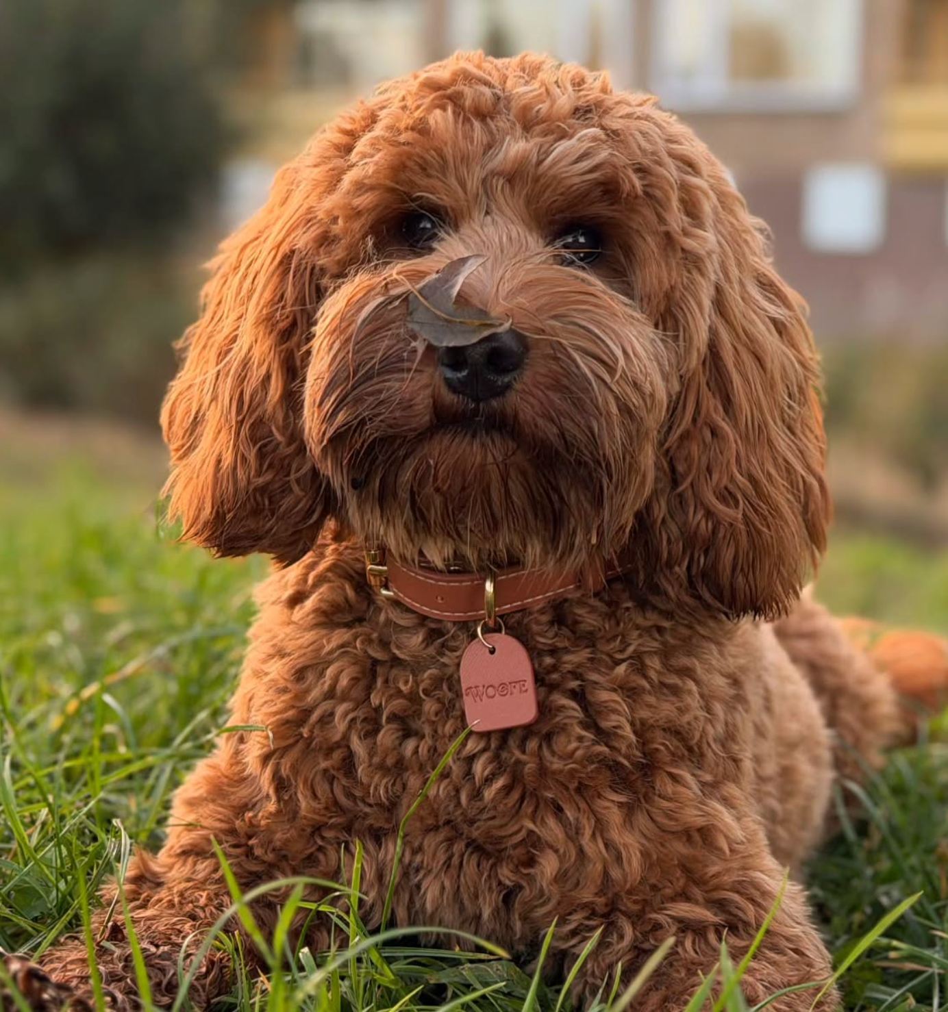 Mocha veganistische leren halsband
