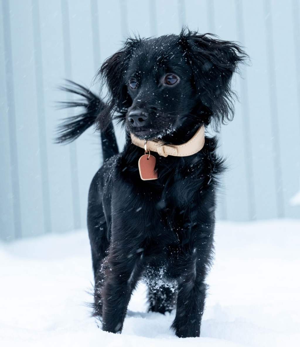 Beige veganistische leren halsband