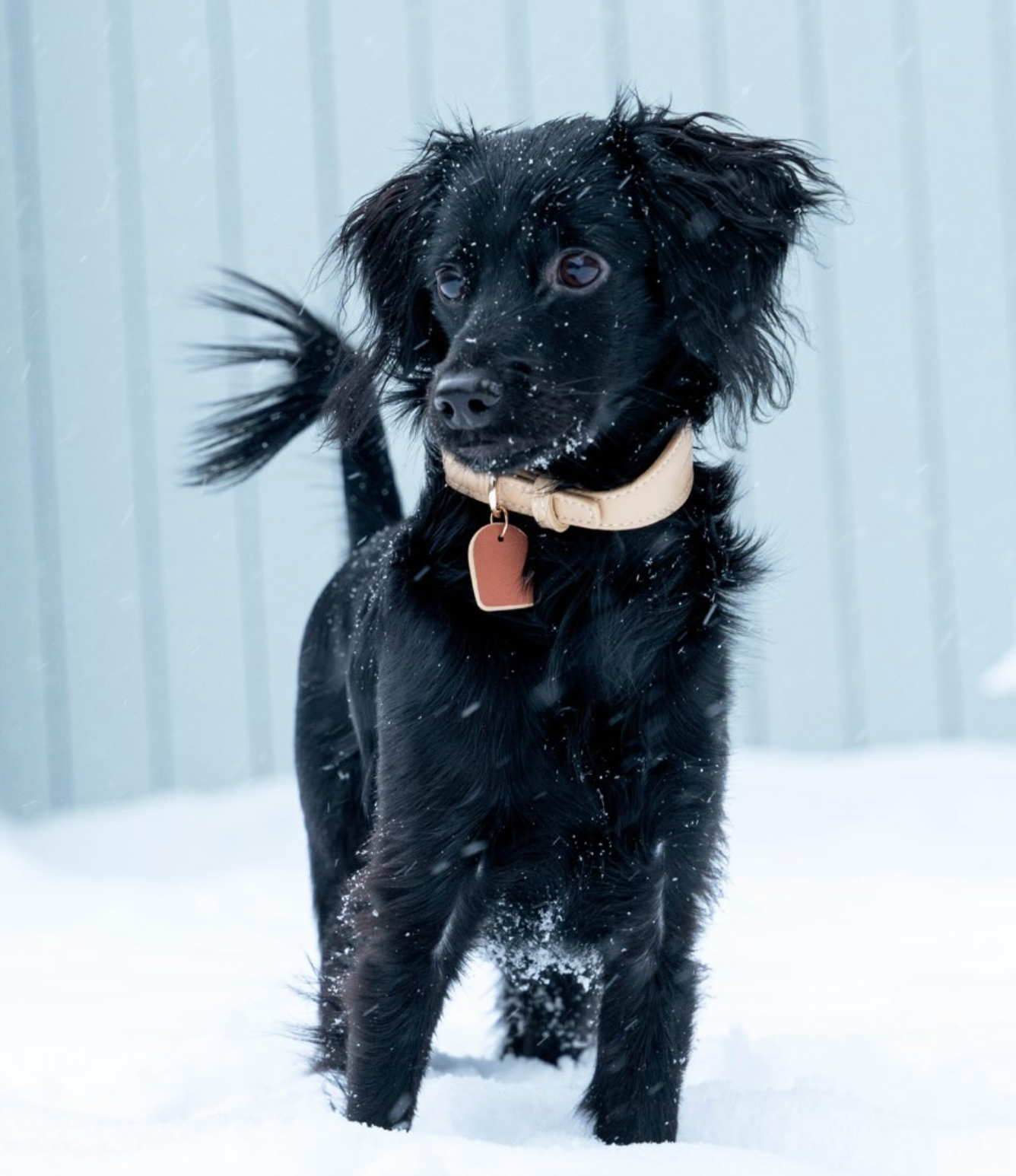 Beige veganistische leren halsband
