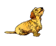 A graphic wired haired dachshund 