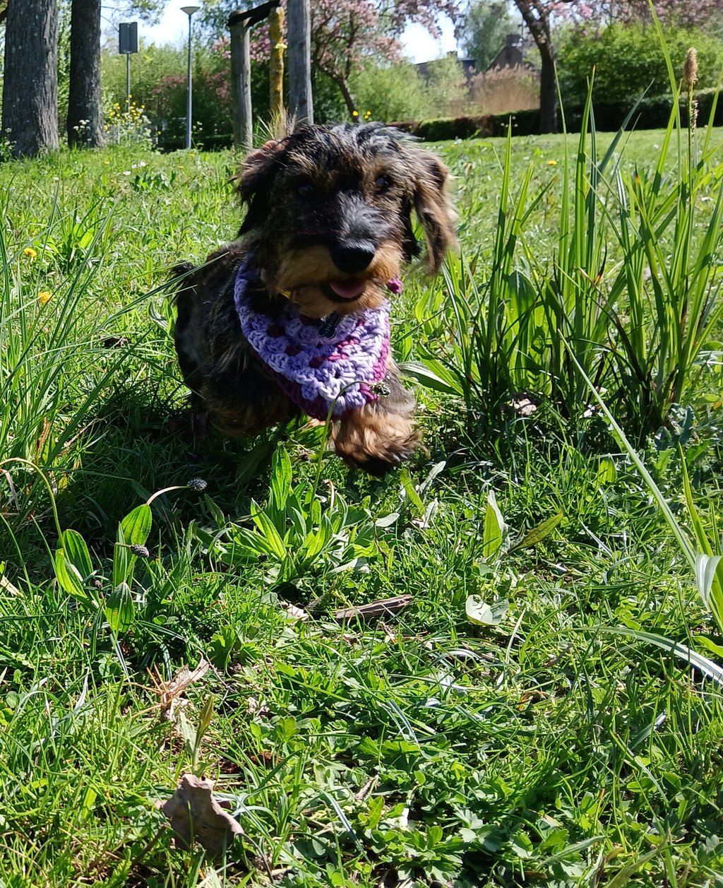 A wired haired dachshund running towards the camera. She's wearing a purple crochet bandana 