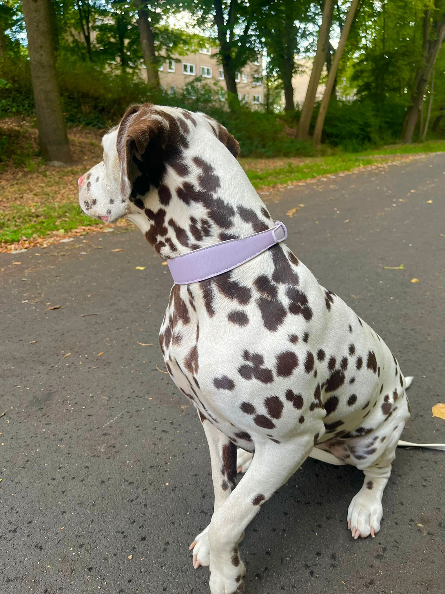 Lila veganistische leren halsband