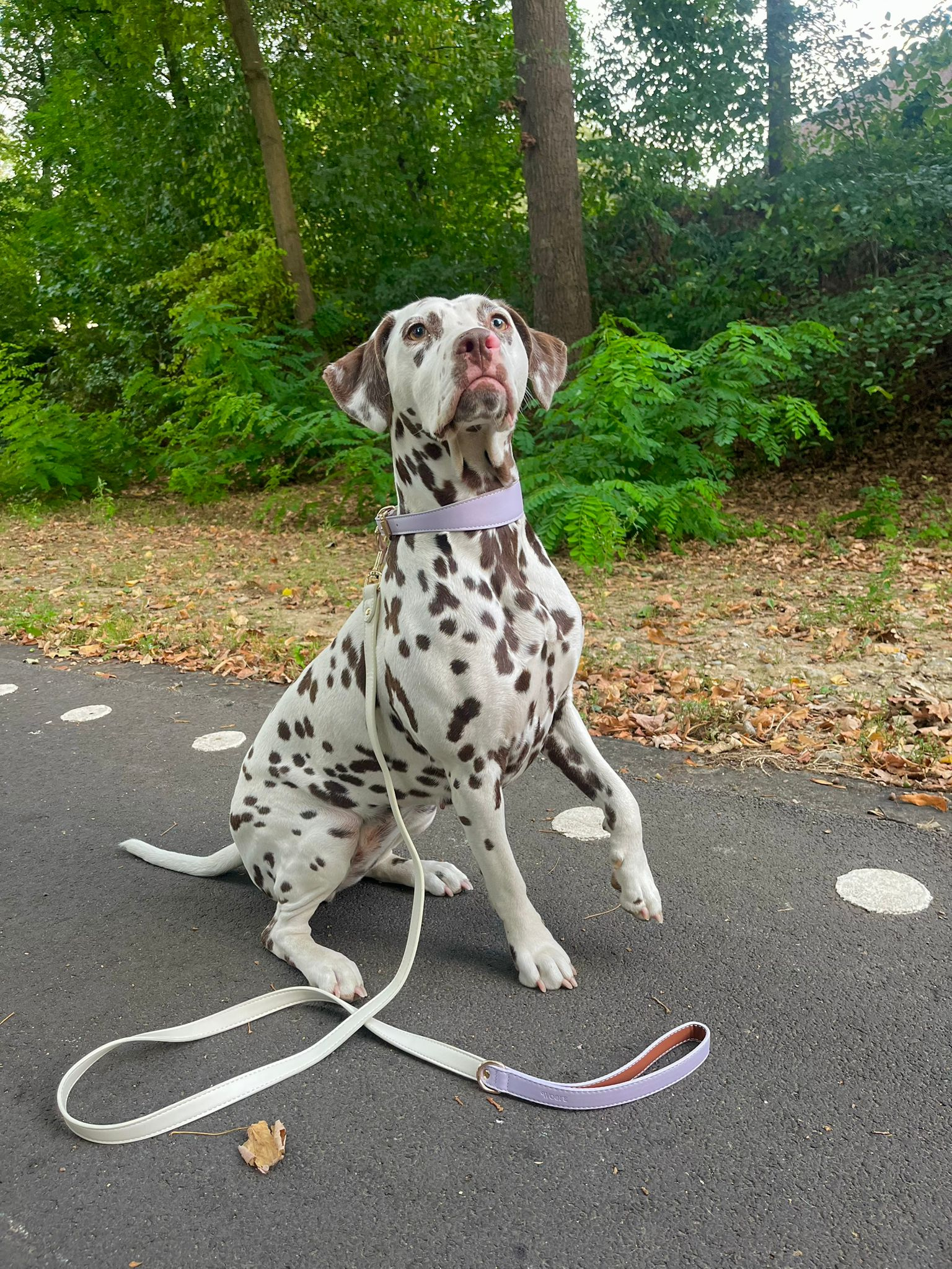 Lila veganistische leren riem