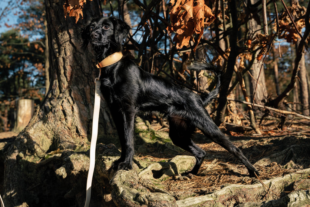 Beige veganistische leren halsband