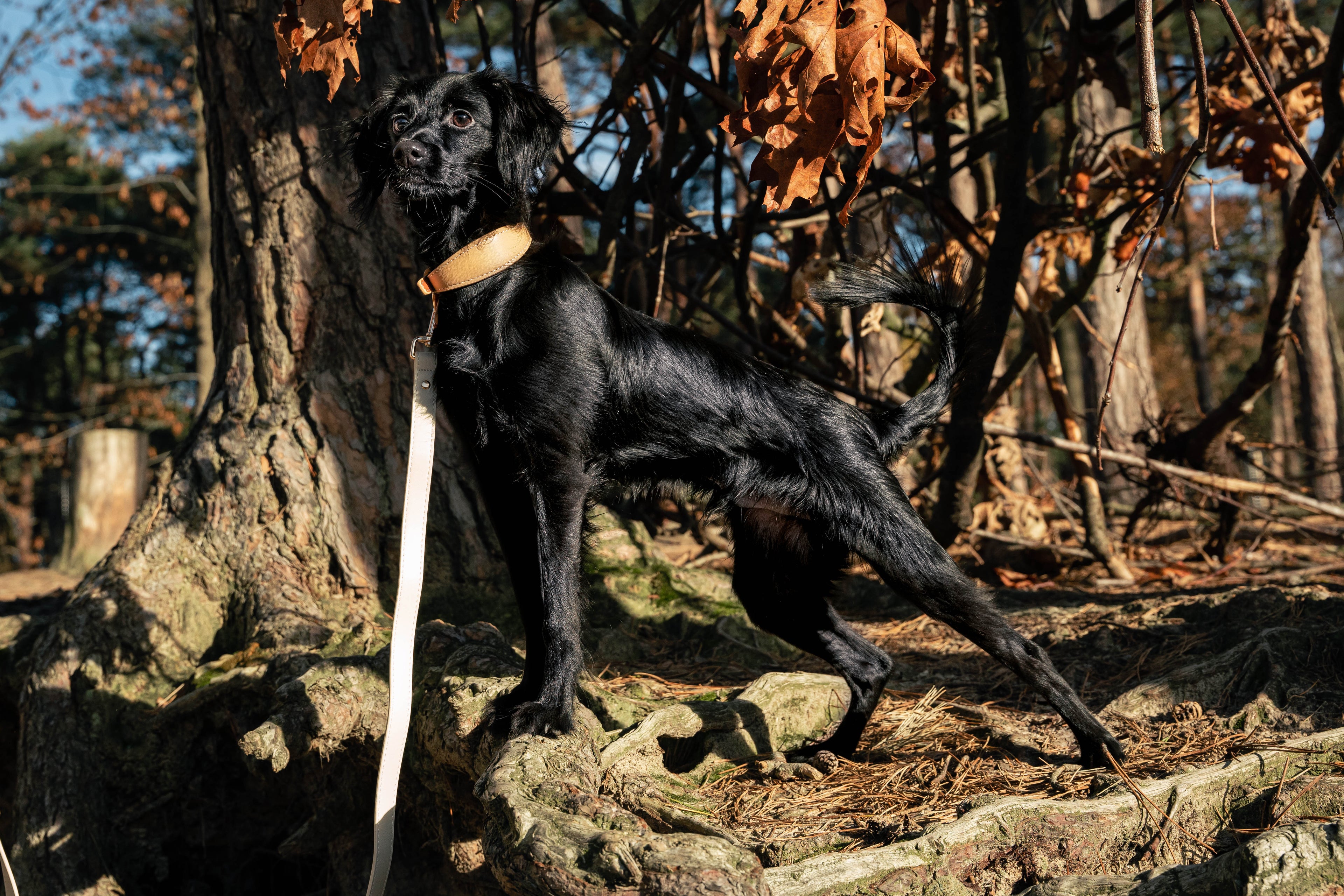 Beige veganistische leren halsband