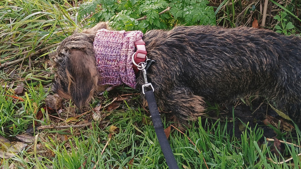 Crochet dog snood on a dachshund 