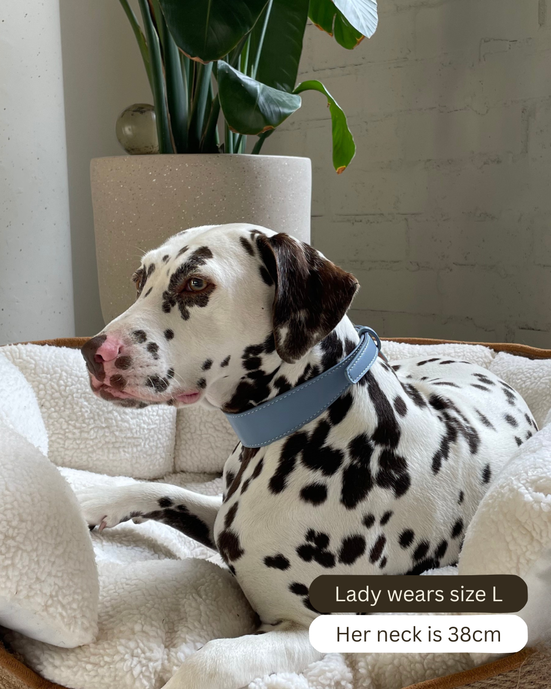 Blauwe veganistische leren halsband