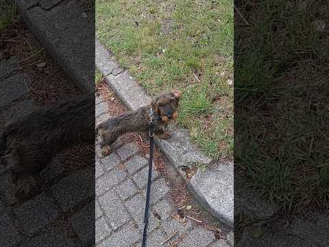 Verstelbare touwhalsband voor honden - Halsband voor thuisgebruik - ID-halsband - Turkoois & Aardetinten