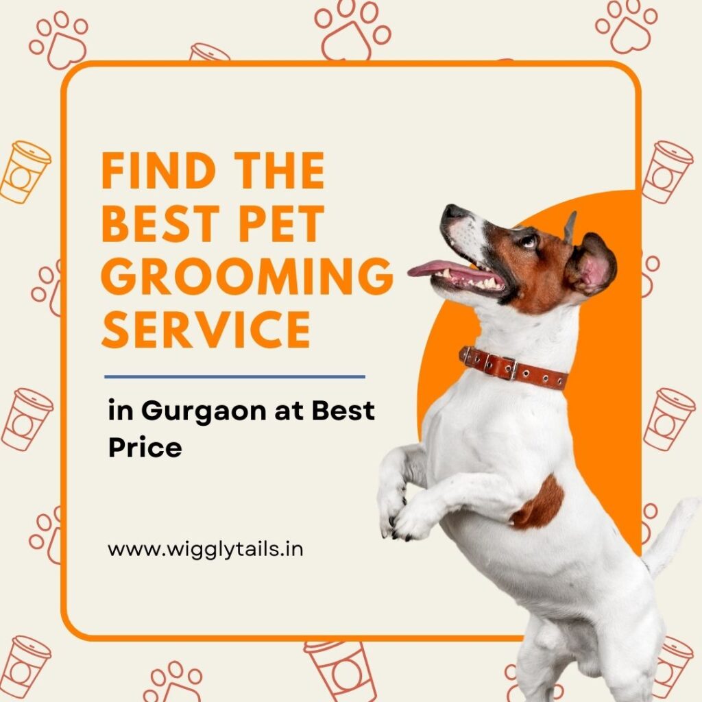 Finding the Best Pet Grooming Service in Gurgaon at the Best Price