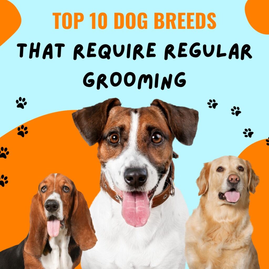 Top 10 Dog Breeds That Require Regular Grooming